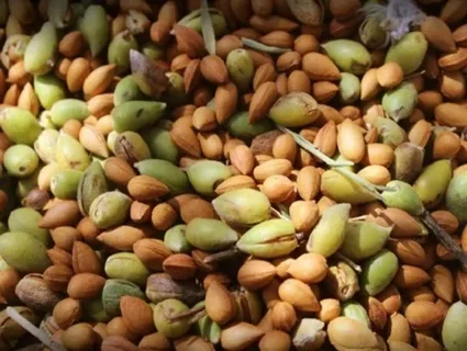 تصویر 6 از قیمت خرید بادام مامایی پویا + فروش ویژه